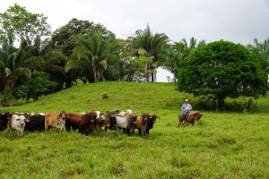 Finca-Champion-Hernan-Gonzalez-1